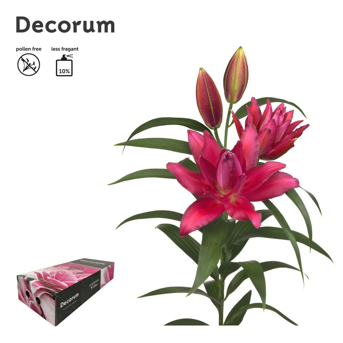 Срезанные цветы оптом Lilium roselily rihanna от 40шт из Голландии с доставкой по России