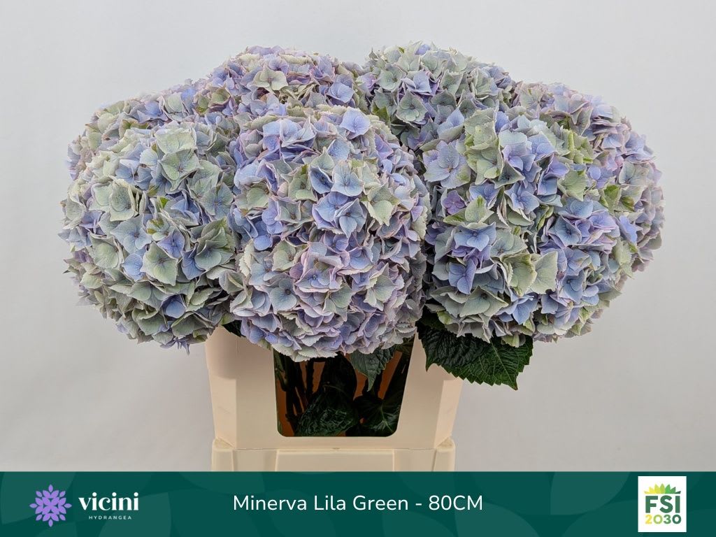 Срезанные цветы оптом Hydrangea my beautiful minerva classic от 10шт. из Голландии с доставкой по России
