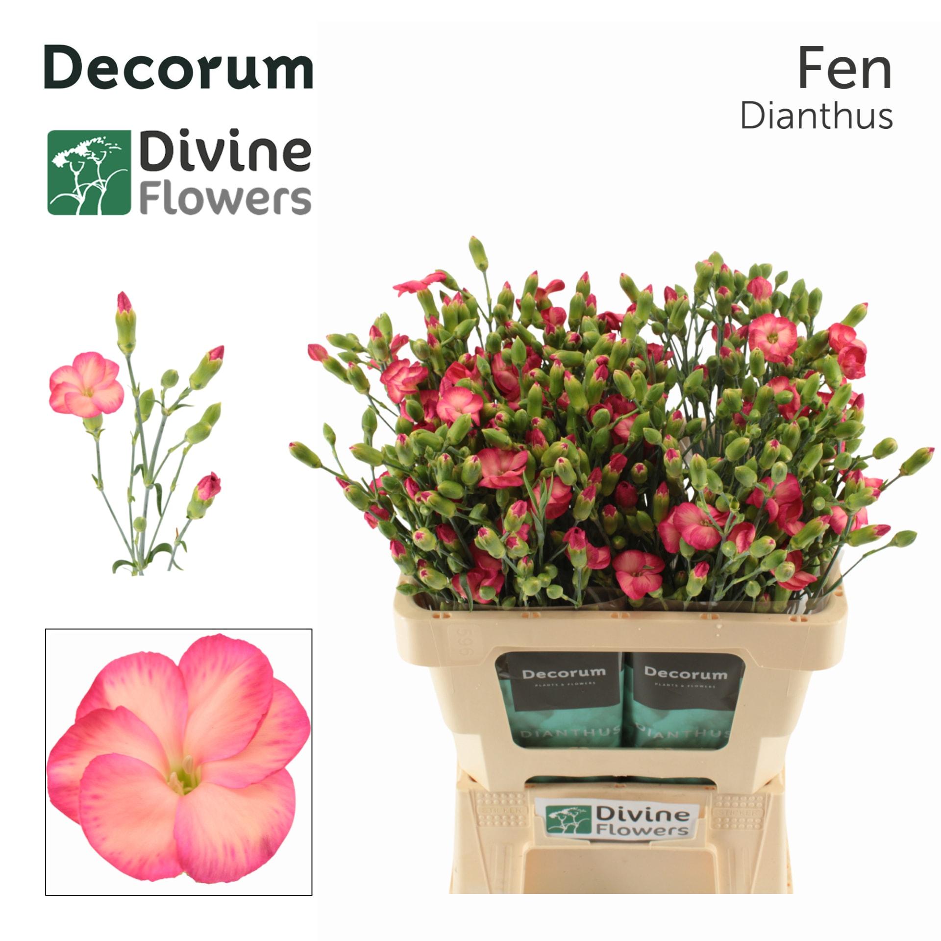 Срезанные цветы оптом Dianthus sp solomio fen от 60шт из Голландии с доставкой по России