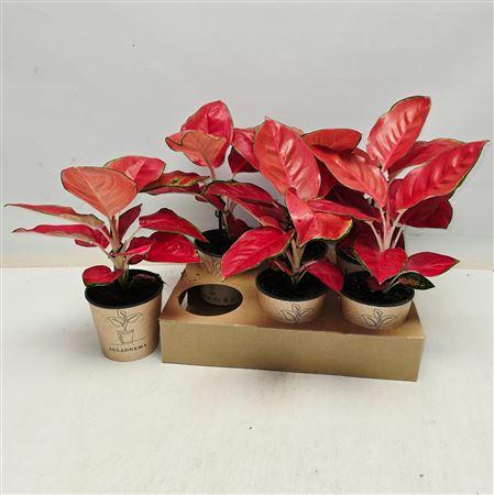 Горшечные цветы и растения оптом Aglaonema Kl Red от 6шт из Голландии с доставкой по России