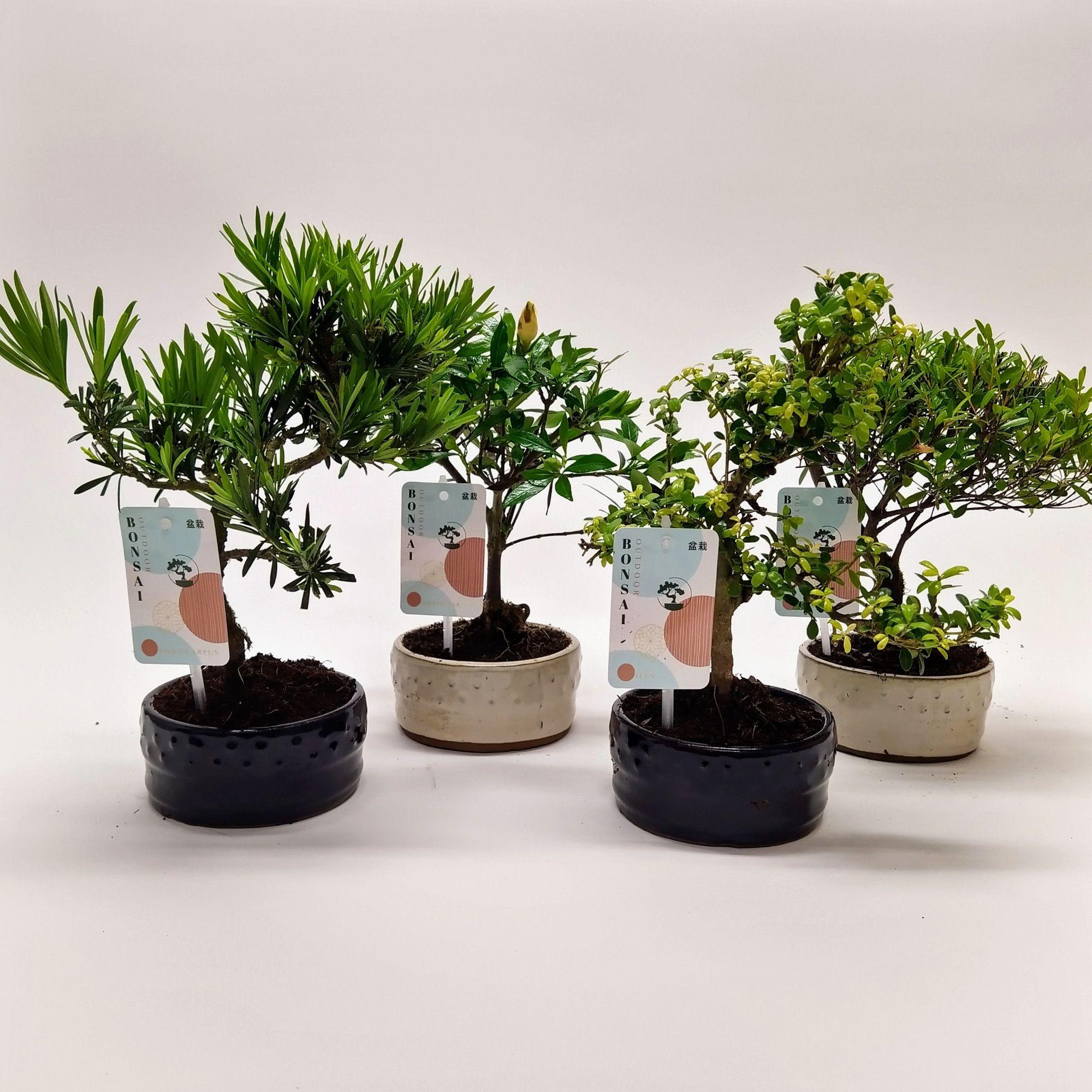Горшечные цветы и растения оптом Bonsai Mix Outdoor от 10шт из Голландии с доставкой по России