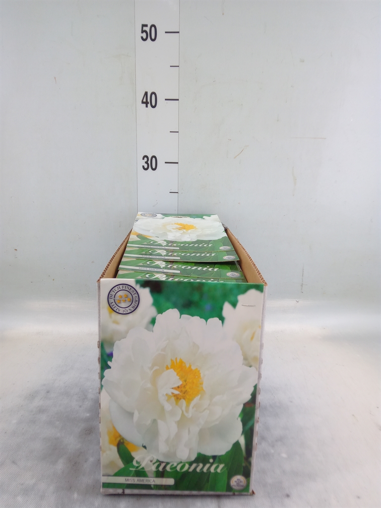 Горшечные цветы и растения оптом Flowerbulbs, Corns Or Tubers   ... от 10шт'' из Голландии с доставкой по России