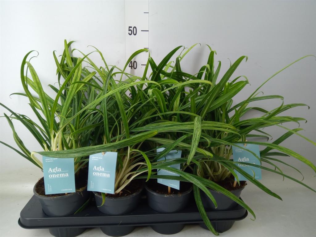 Горшечные цветы и растения оптом Aglaonema   ... от 8шт из Голландии с доставкой по России