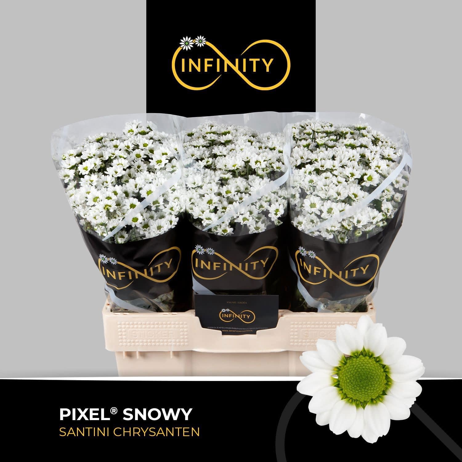 Срезанные цветы оптом Chrys sa pixel snowy от 75шт из Голландии с доставкой по России