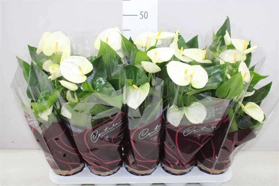 Горшечные цветы и растения оптом Anth An Wit от 10шт из Голландии с доставкой по России
