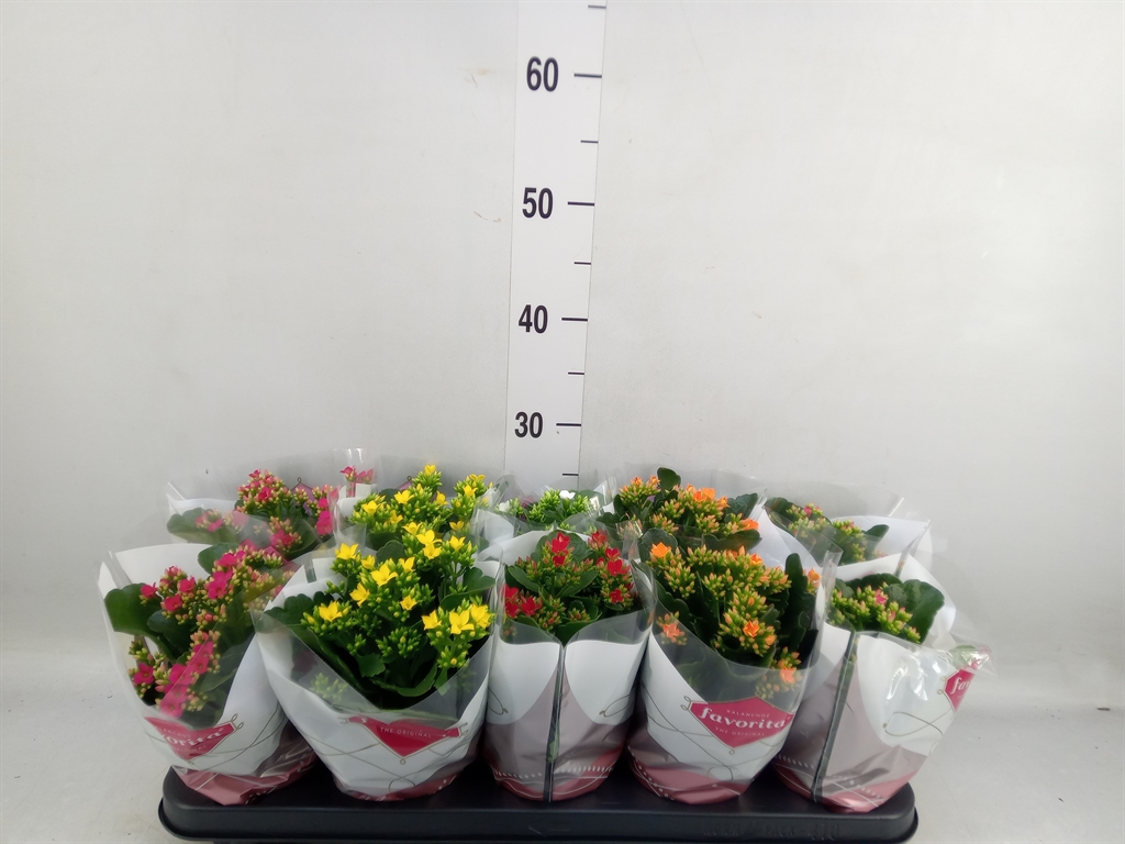 Горшечные цветы и растения оптом Kalanchoe Blos.   ..mix 6 от 10шт из Голландии с доставкой по России