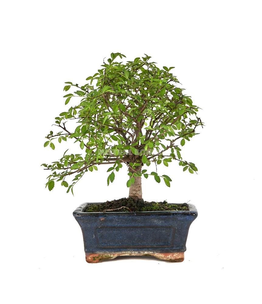 Горшечные цветы и растения оптом Zelkova от 10шт из Голландии с доставкой по России