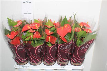 Горшечные цветы и растения оптом Anthu An Esudo 4+ от 10шт из Голландии с доставкой по России