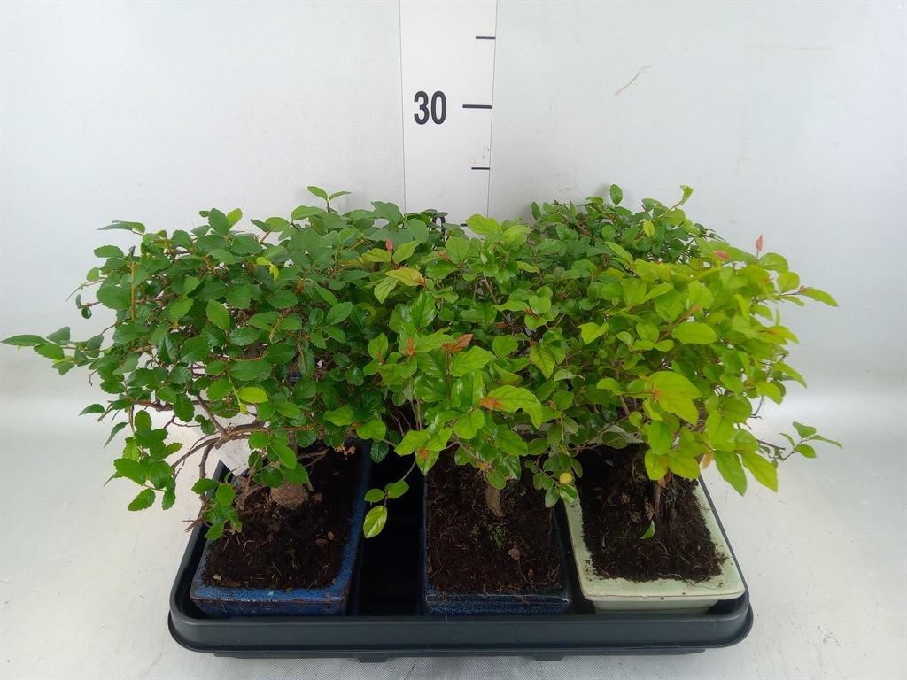 Горшечные цветы и растения оптом Bonsai   ...mix от 5шт из Голландии с доставкой по России