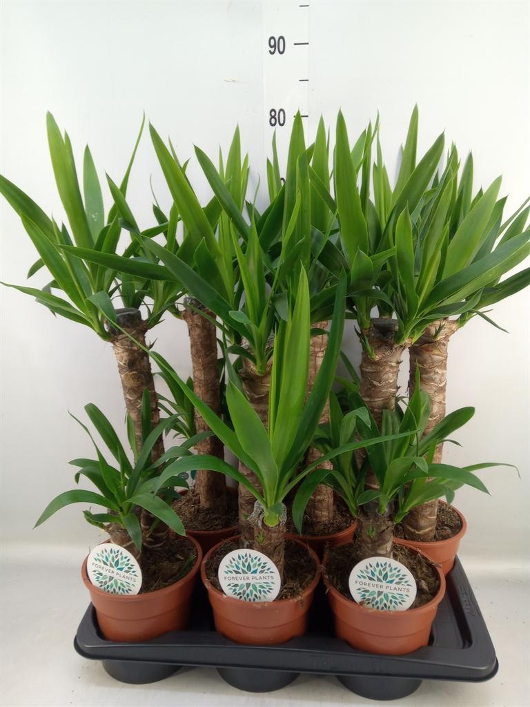 Горшечные цветы и растения оптом Yucca   ... от 6шт из Голландии с доставкой по России