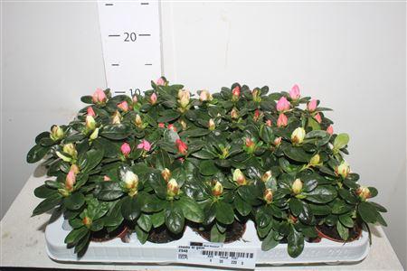 Горшечные цветы и растения оптом Rhodo Si Gem от 20шт (для телеги) из Голландии с доставкой по России