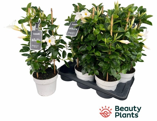 Горшечные цветы и растения оптом Mande Sun White от 6шт из Голландии с доставкой по России