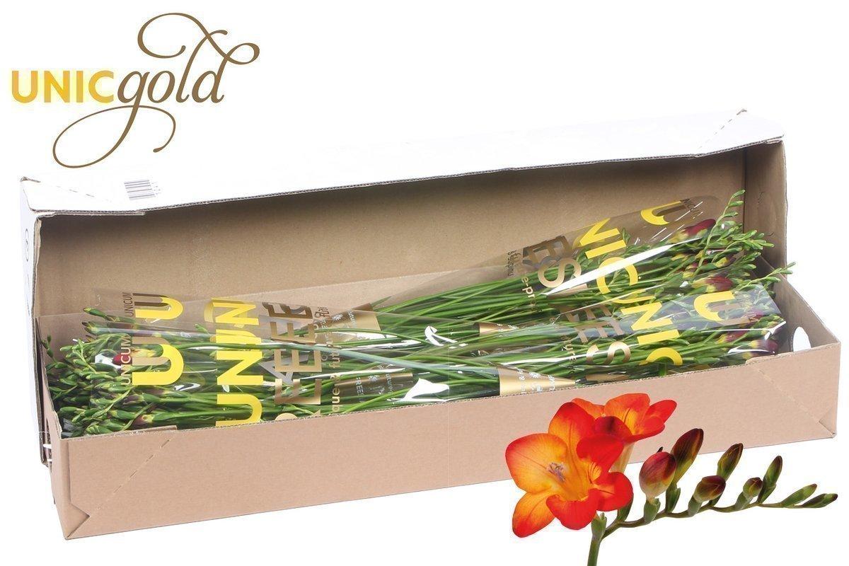 Срезанные цветы оптом Freesia si red baron от 100шт. из Голландии с доставкой по России