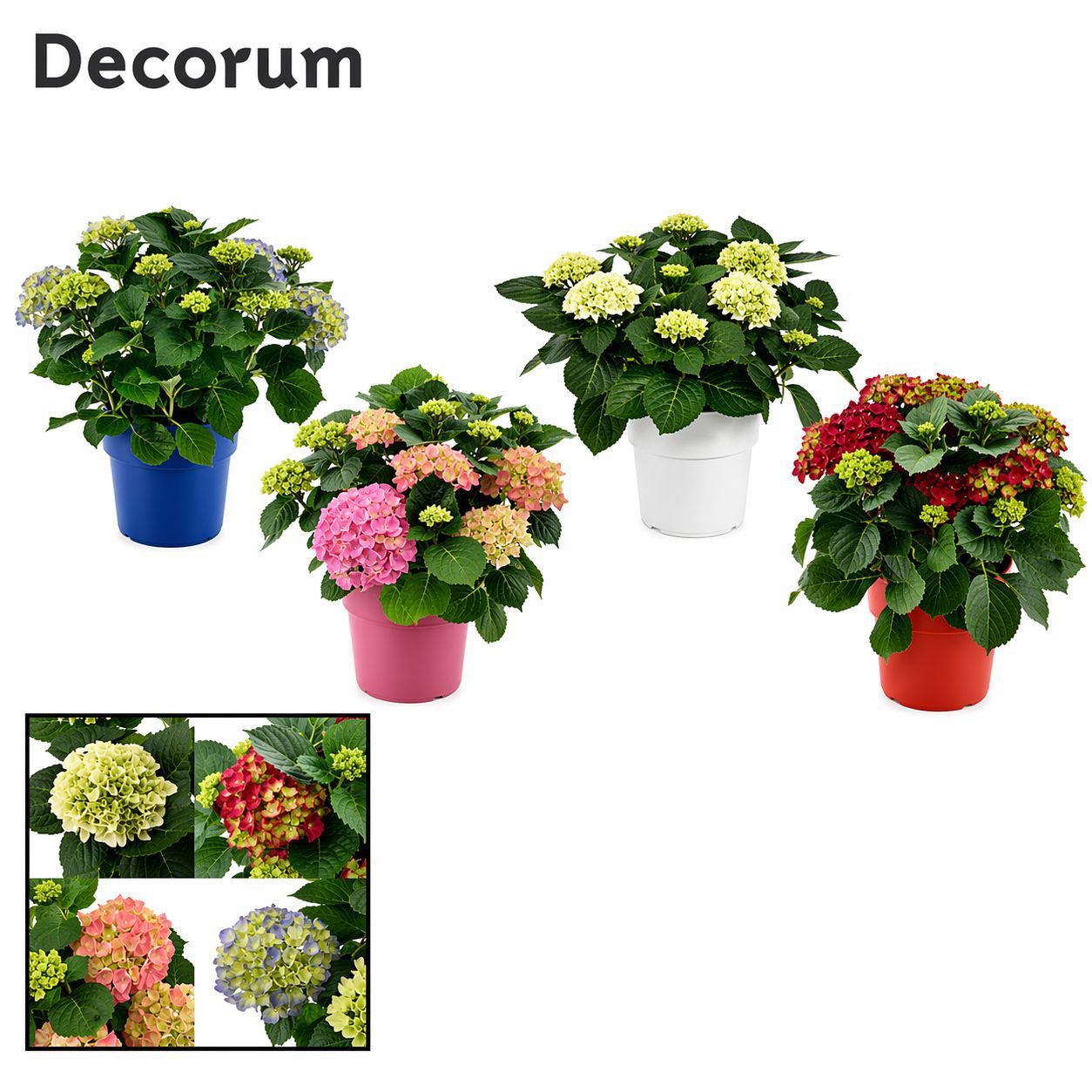 Горшечные цветы и растения оптом Hydrangea Ma Mix Ton Sur Ton 10+ (decorum) от 1шт из Голландии с доставкой по России