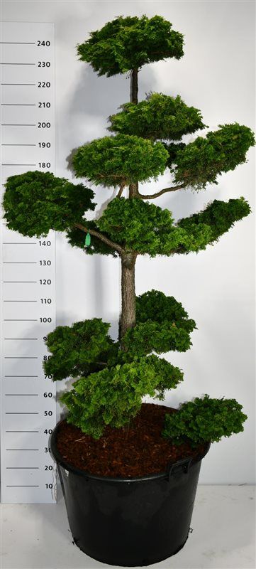 Горшечные цветы и растения оптом Chamaecyparis Obt Contorta от 1шт из Голландии с доставкой по России