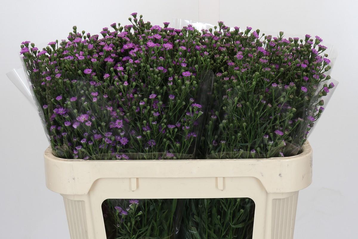 Срезанные цветы оптом Aster baby pink от 100шт из Голландии с доставкой по России