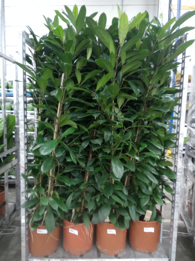 Горшечные цветы и растения оптом Ficus Cyathistipula On Stem от 1шт из Голландии с доставкой по России