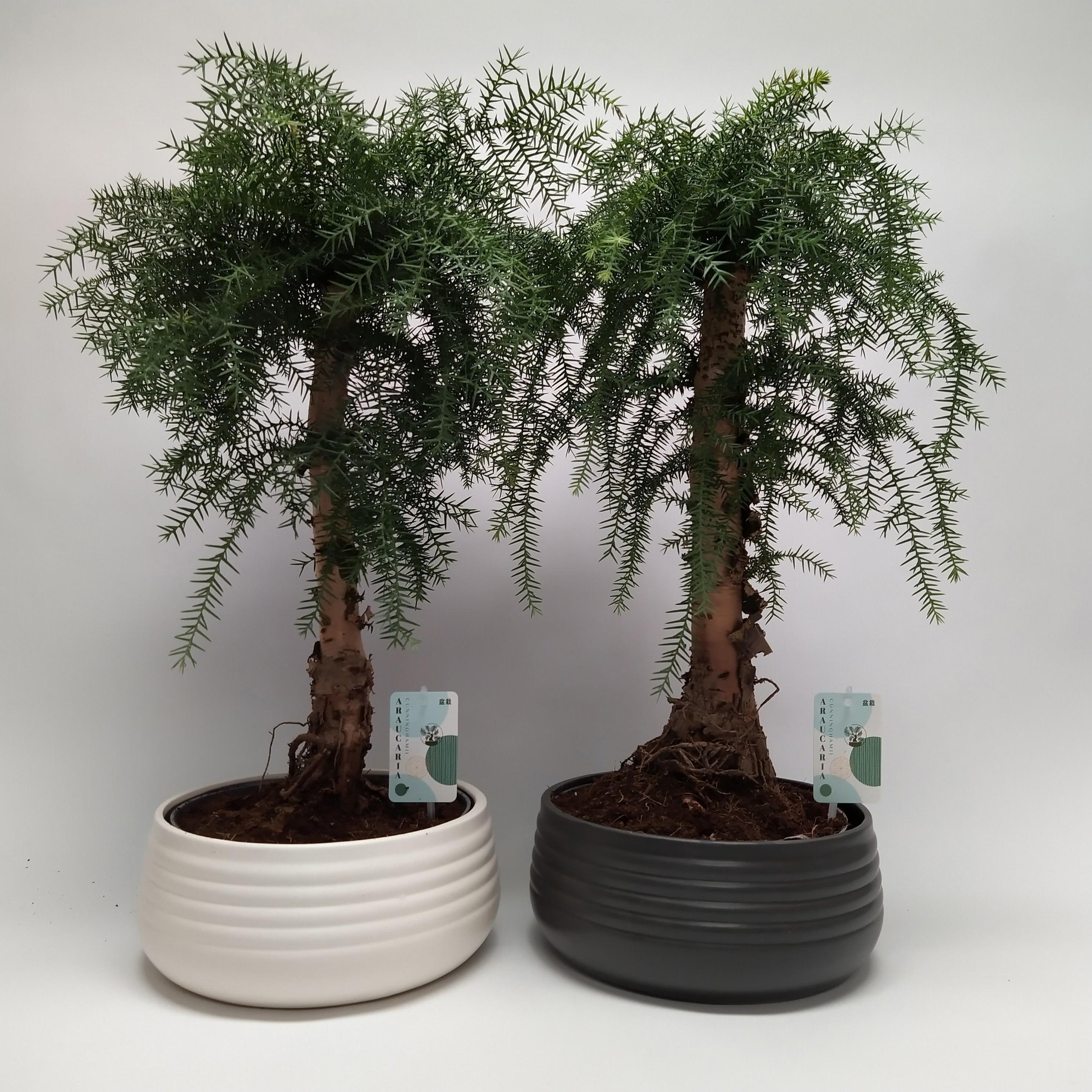 Горшечные цветы и растения оптом Araucaria Cunninghamii Bonsai Spiral от 2шт из Голландии с доставкой по России