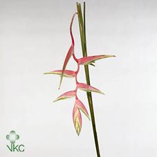 Срезанные цветы оптом Heliconia sexy pink от 8шт из Голландии с доставкой по России