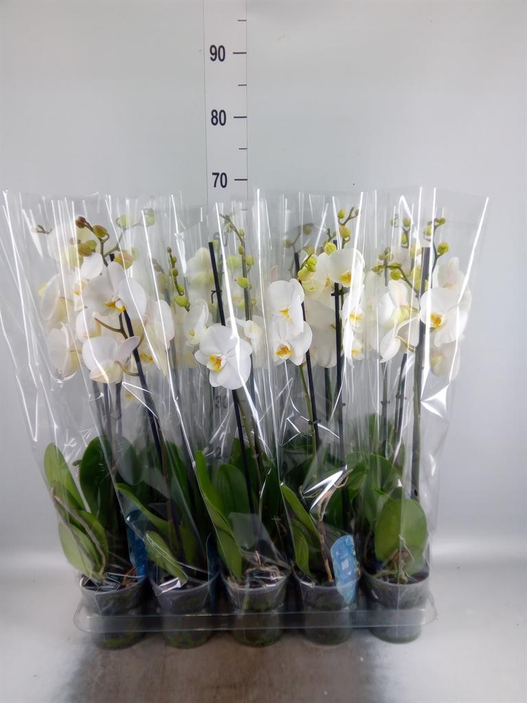 Горшечные цветы и растения оптом Phalaenopsis   ...white от 10шт из Голландии с доставкой по России