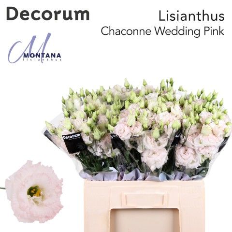 Срезанные цветы оптом Lisianthus do chaconne wedding pink от 80шт из Голландии с доставкой по России