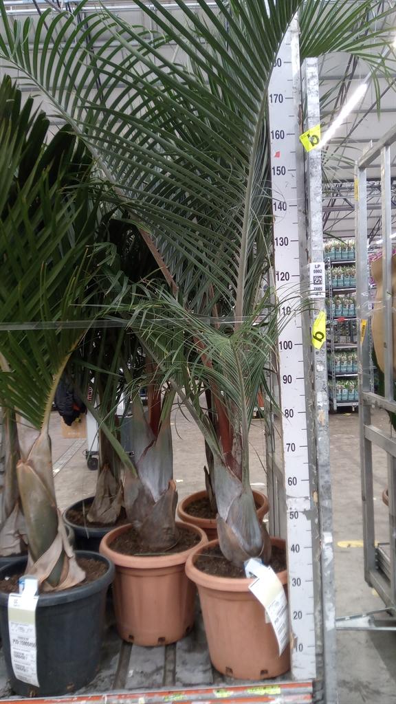 Горшечные цветы и растения оптом Dypsis Decaryi от 1шт из Голландии с доставкой по России