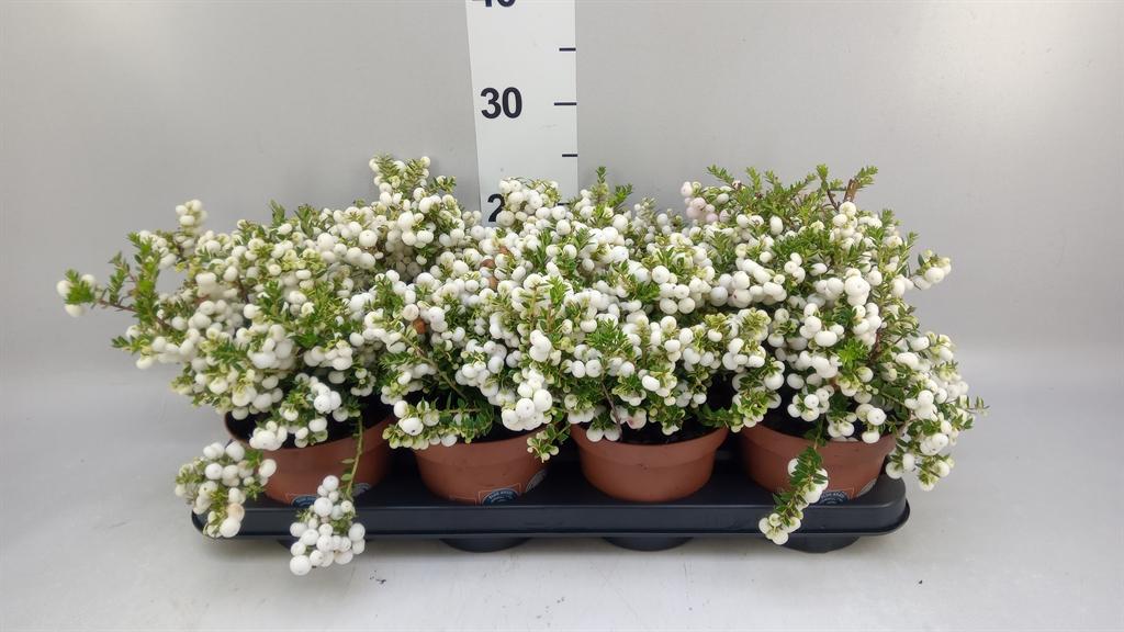 Горшечные цветы и растения оптом Gaultheria ...white Berry от 8шт из Голландии с доставкой по России