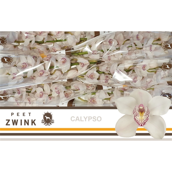 Срезанные цветы оптом Cymbidium white calypso от 6шт из Голландии с доставкой по России