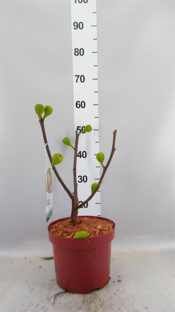 Горшечные цветы и растения оптом Ficus Carica от 1шт из Голландии с доставкой по России