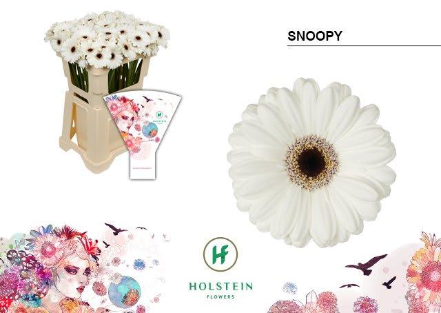 Срезанные цветы оптом Germini snoopy от 80шт из Голландии с доставкой по России