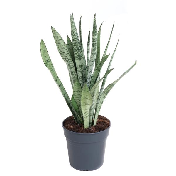 Горшечные цветы и растения оптом Sansevieria Silver Princess от 1шт из Голландии с доставкой по России