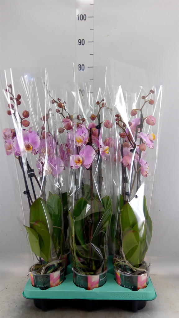 Горшечные цветы и растения оптом Phalaenopsis   ... от 6шт из Голландии с доставкой по России