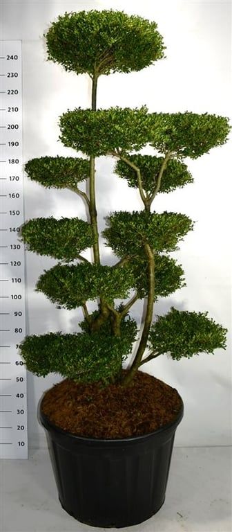 Горшечные цветы и растения оптом Ilex Cren Ellipta Convex от 1шт из Голландии с доставкой по России