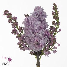 Срезанные цветы оптом Syringa michel buchner от 20шт из Голландии с доставкой по России