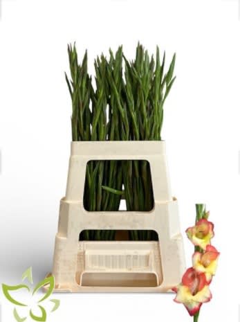 Срезанные цветы оптом Gladiolus sm las vegas от 100шт из Голландии с доставкой по России