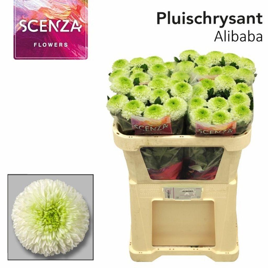 Срезанные цветы оптом Chrys bl alibaba от 40шт из Голландии с доставкой по России