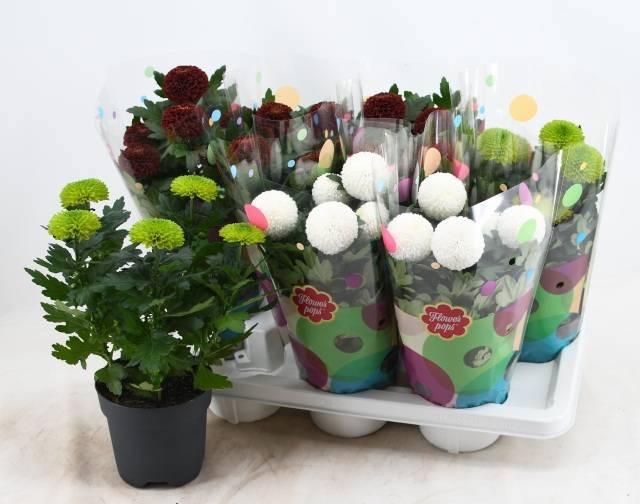 Горшечные цветы и растения оптом Chrys Fp Gem от 7шт из Голландии с доставкой по России