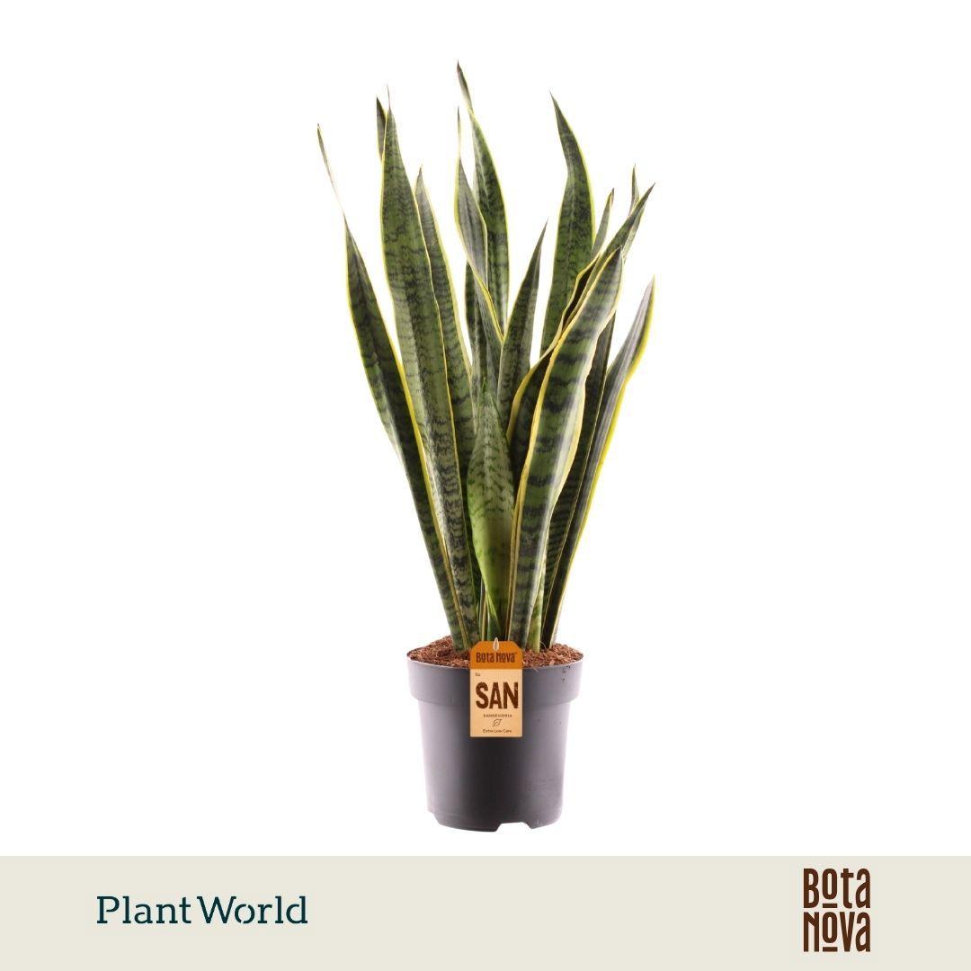 Горшечные цветы и растения оптом Sansevieria Laurentii (decorum) от 5шт из Голландии с доставкой по России