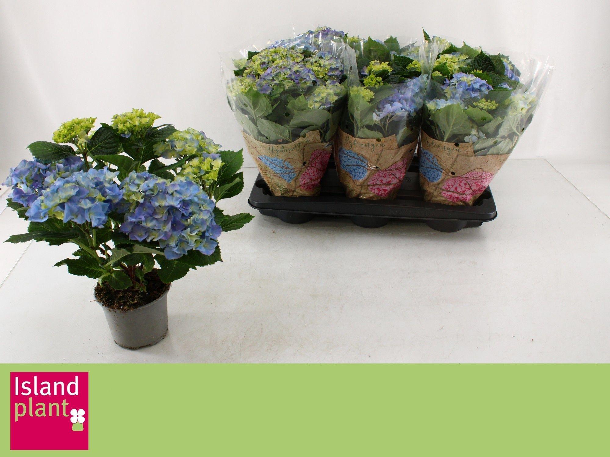 Горшечные цветы и растения оптом Hydr M Early Blue от 6шт из Голландии с доставкой по России