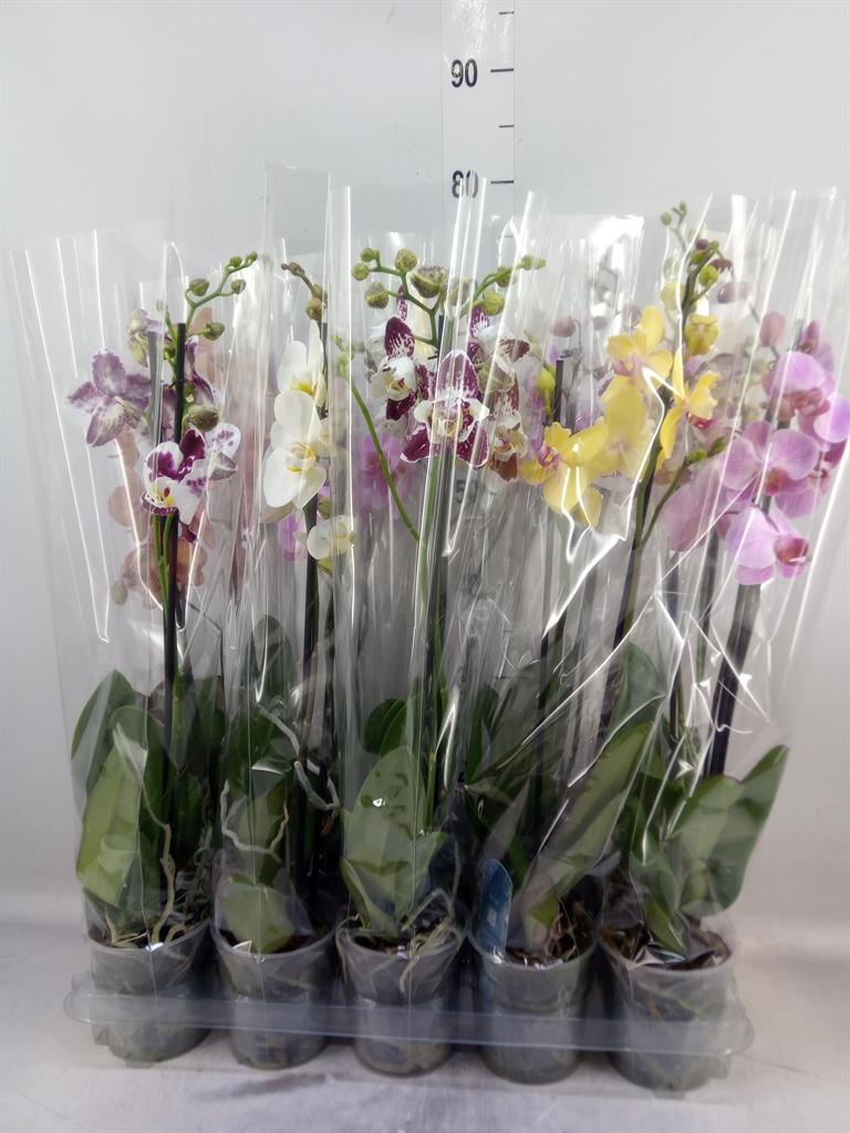 Горшечные цветы и растения оптом Phalaenopsis   ...mix  5 от 10шт из Голландии с доставкой по России