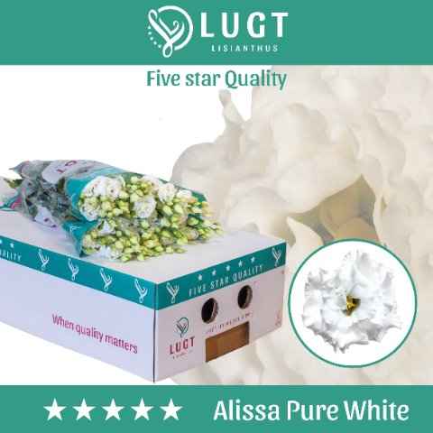 Срезанные цветы оптом Lisianthus do alissa pure white от 140шт из Голландии с доставкой по России