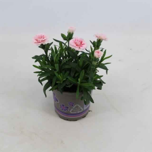 Горшечные цветы и растения оптом Dianthus Oscar Pink Star от 12шт из Голландии с доставкой по России