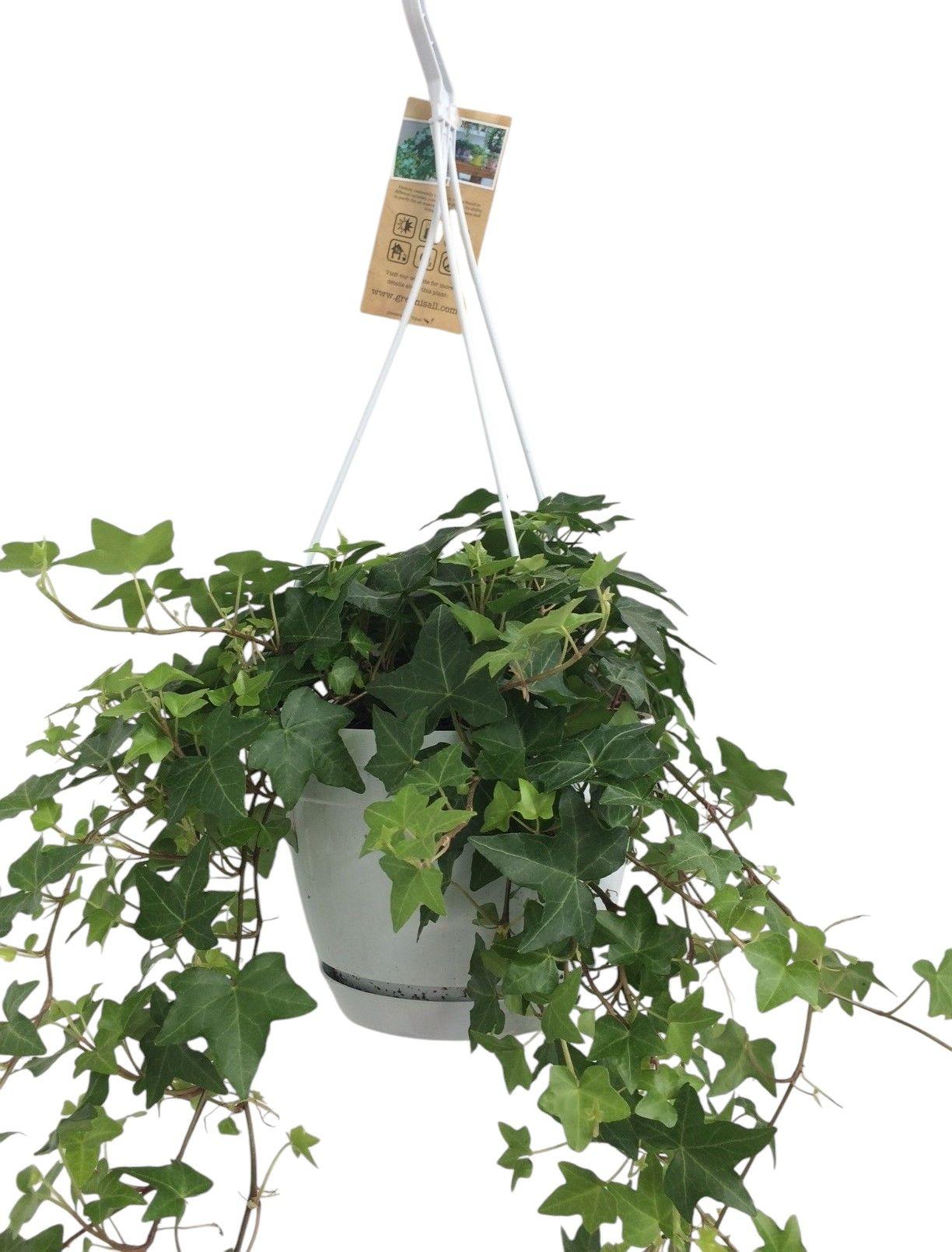 Горшечные цветы и растения оптом Hedera He Green от 1шт из Голландии с доставкой по России