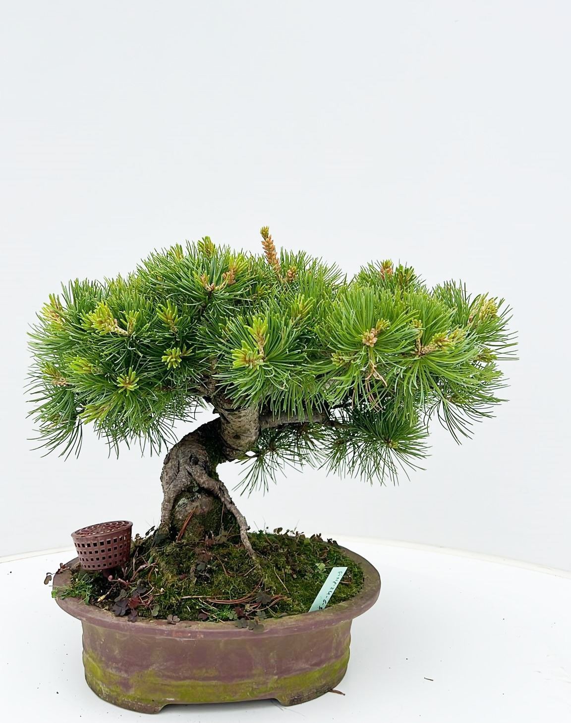 Горшечные цветы и растения оптом Pinus Parviflora, 24cm, Height 30cm. (single Item) от 1шт из Голландии с доставкой по России