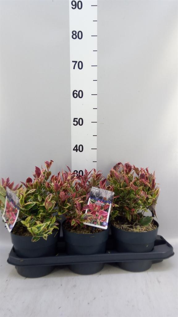 Горшечные цветы и растения оптом Leucothoe Axillaris от 3шт из Голландии с доставкой по России