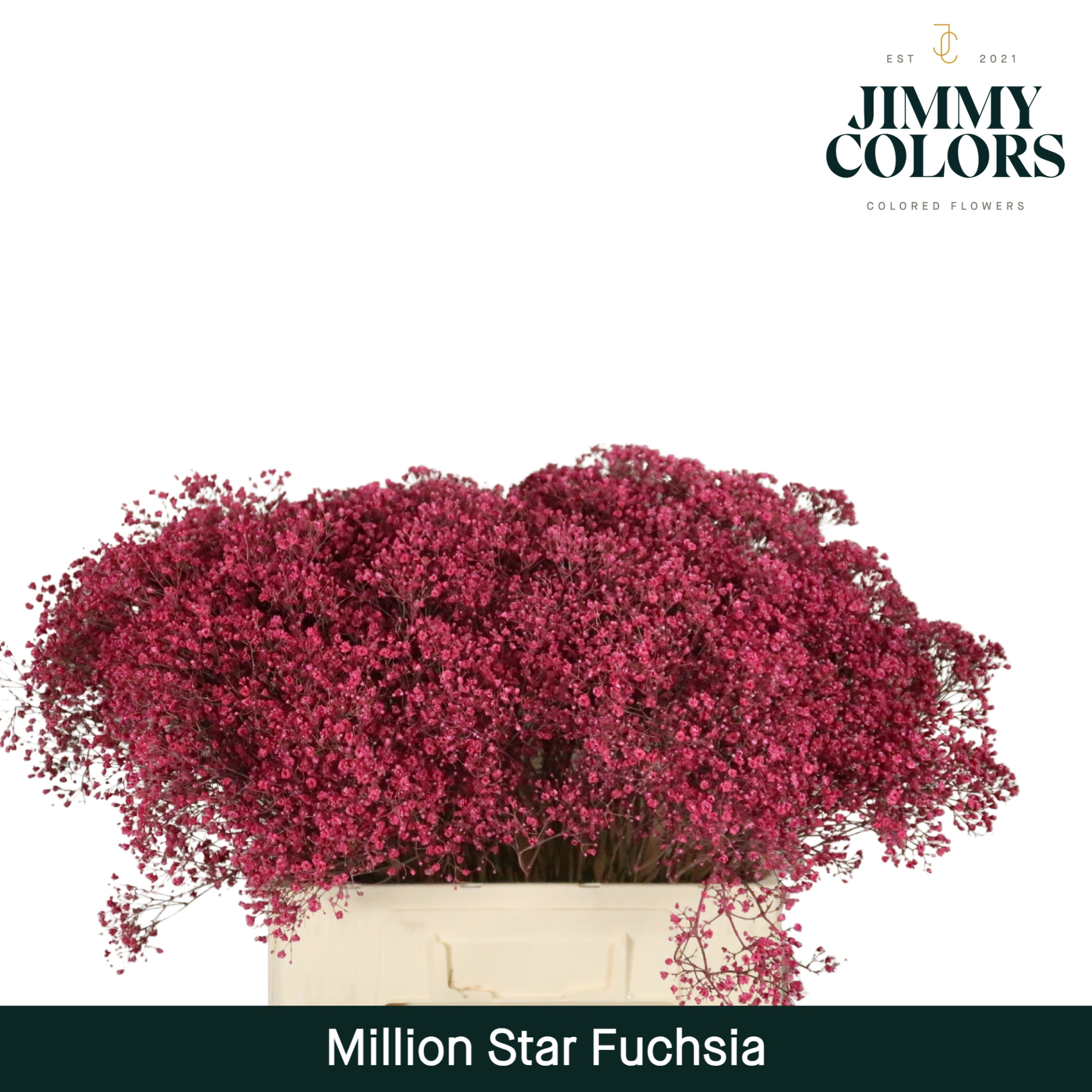 Срезанные цветы оптом Gyps fine paint fuchsia от 100шт из Голландии с доставкой по России