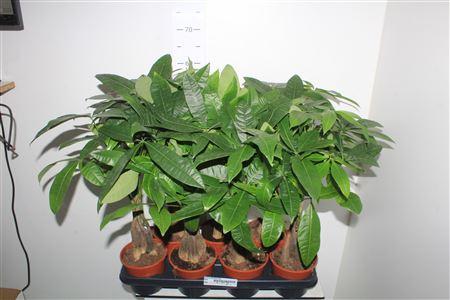 Горшечные цветы и растения оптом Pachira Aquatica 5pp от 7шт из Голландии с доставкой по России