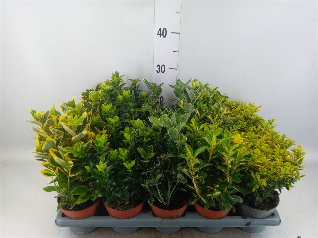 Горшечные цветы и растения оптом Euonymus Japon.   ...mix от 15шт из Голландии с доставкой по России