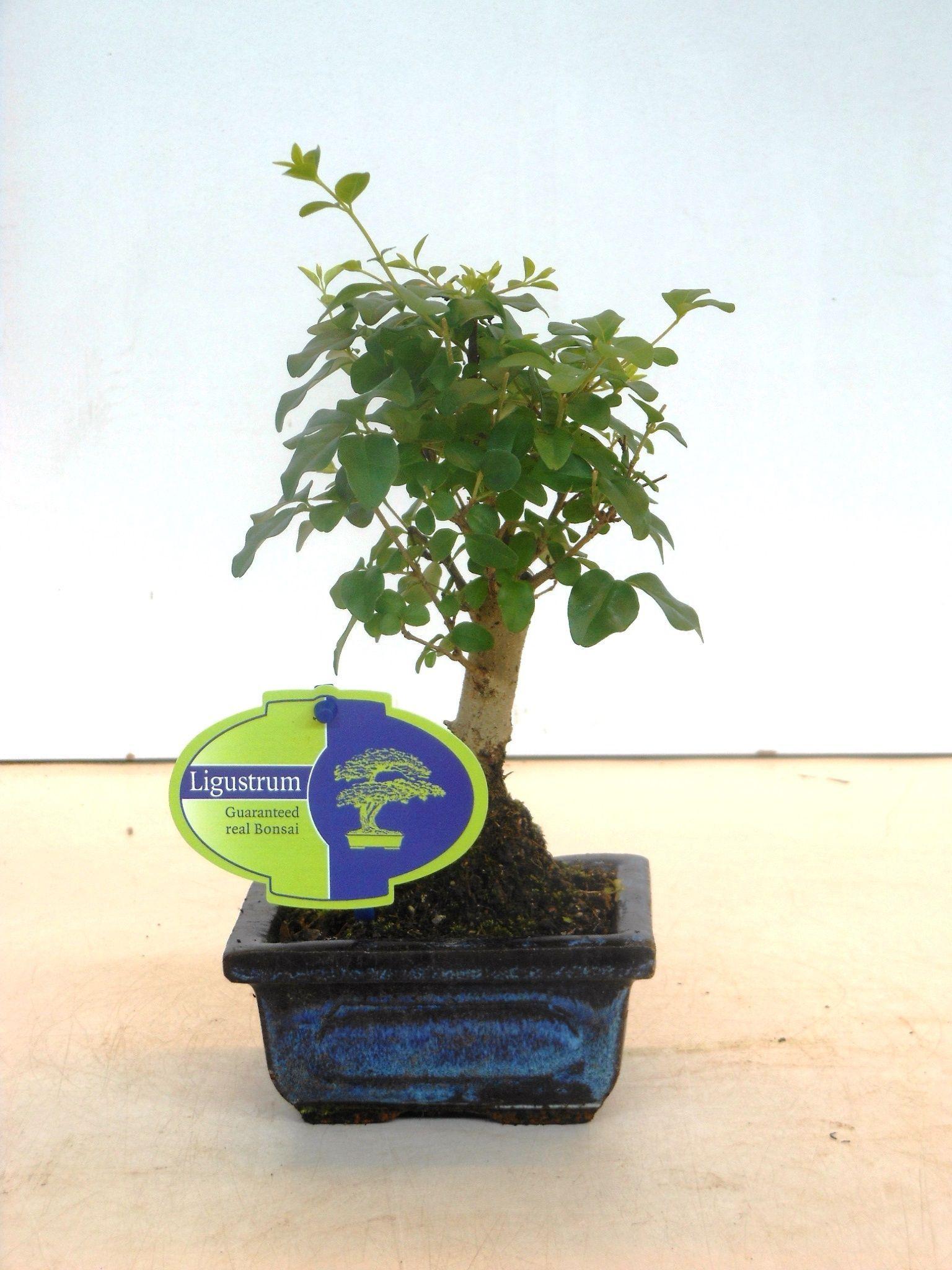 Горшечные цветы и растения оптом Bonsai Ligustrum Sinensis, 12cm., Broom, Without D от 12шт из Голландии с доставкой по России