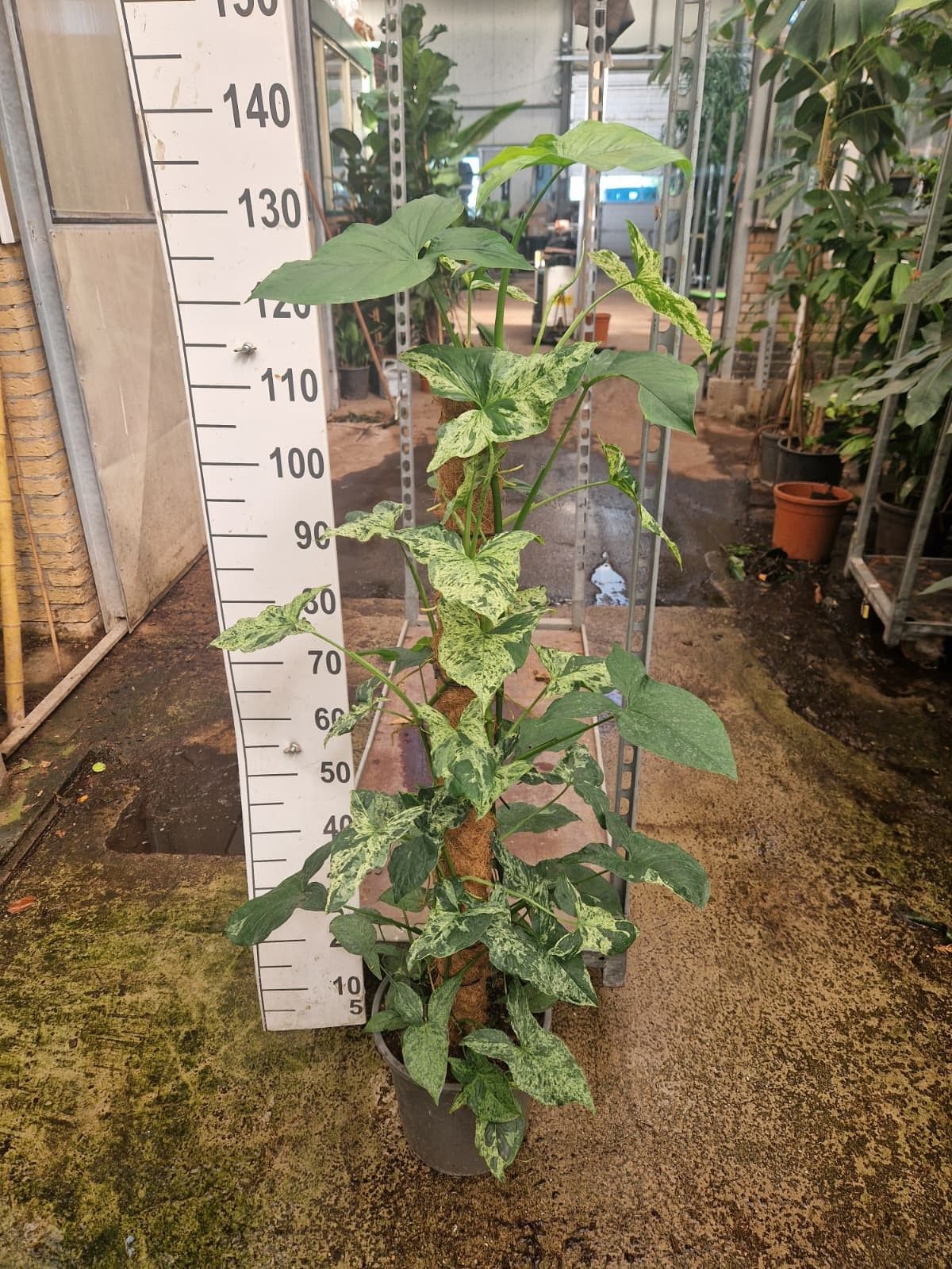 Горшечные цветы и растения оптом Syngonium Mottled Mojito Mosspole от 1шт из Голландии с доставкой по России